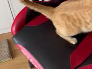 Cat Destroys Gaming Chair by Scratching All Over