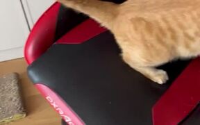 Cat Destroys Gaming Chair by Scratching All Over - Animals - Videotime.com