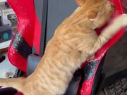 Cat Destroys Gaming Chair by Scratching All Over
