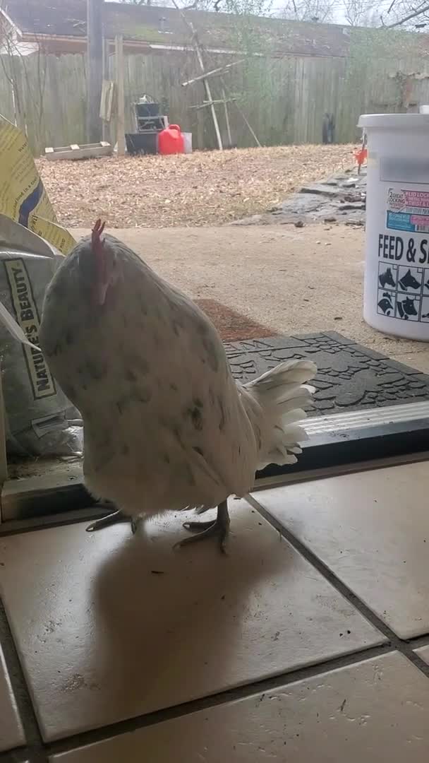 Chicken Lays Egg In Front of Owner's Door