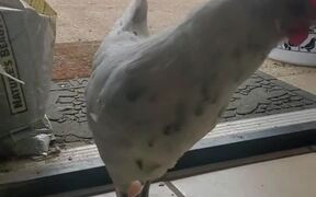 Chicken Lays Egg In Front of Owner's Door - Animals - VIDEOTIME.COM