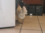 Chicken Lays Egg In Front of Owner's Door