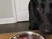 Dogs Wait for Food To Be Put in Their Bowl
