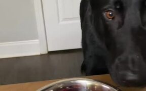 Dogs Wait for Food To Be Put in Their Bowl