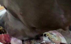 Dogs Wait for Food To Be Put in Their Bowl - Animals - VIDEOTIME.COM