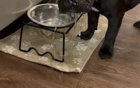 Dog Spills Water on Floor While Drinking - Animals - Videotime.com