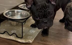 Dog Spills Water on Floor While Drinking - Animals - VIDEOTIME.COM