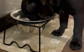 Dog Spills Water on Floor While Drinking