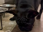 Dog Spills Water on Floor While Drinking