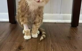 Owners Share Sick Rescue Cat's Journey