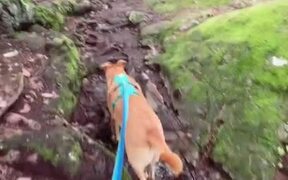 Dog Goes Hiking in the Woods With Owner