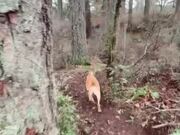 Dog Goes Hiking in the Woods With Owner