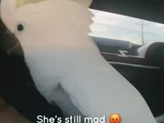Cockatoo Panics Over Car Infested With Mosquitoes