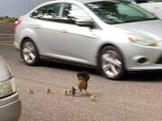 Mom-Chicken Tries to Cross the Road With Her Cubs