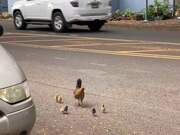 Mom-Chicken Tries to Cross the Road With Her Cubs