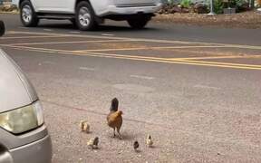 Mom-Chicken Tries to Cross the Road With Her Cubs - Animals - VIDEOTIME.COM