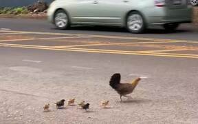 Mom-Chicken Tries to Cross the Road With Her Cubs - Animals - Videotime.com
