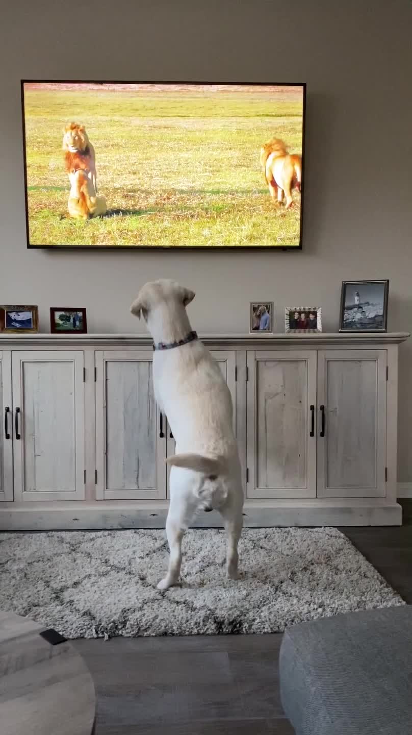 Labrador Gets Excited After Seeing Lions on the TV