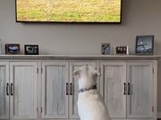 Labrador Gets Excited After Seeing Lions on the TV