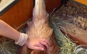Girl Reacts Wholesomely to Holding Chicks - Animals - VIDEOTIME.COM