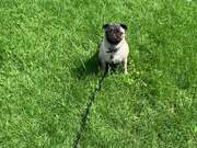 Excited Pug Displays Full Confidence 