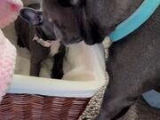 Lovely Frenchie Has a Pup-Tastic Reaction