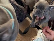 Lovely Frenchie Has a Pup-Tastic Reaction