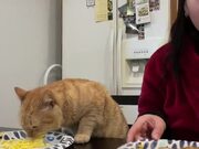 Cat and His Human Have Some Scrumptious Breakfast 