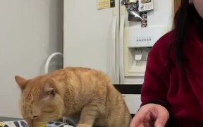 Cat and His Human Have Some Scrumptious Breakfast  - Animals - Videotime.com