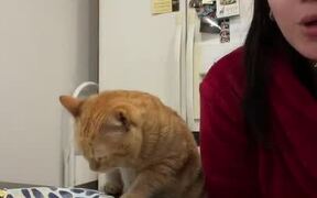 Cat and His Human Have Some Scrumptious Breakfast  - Animals - VIDEOTIME.COM