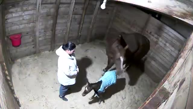 Mom Horse Kicks Woman When She Touched Her Baby