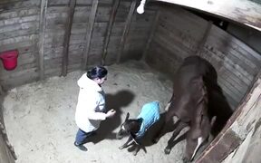 Mom Horse Kicks Woman When She Touched Her Baby - Animals - Videotime.com