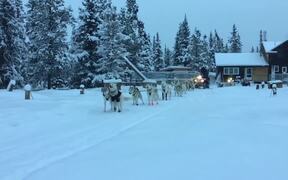 Siberian Huskies Excitedly Pull Sleds on Snowy Day