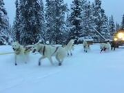 Siberian Huskies Excitedly Pull Sleds on Snowy Day