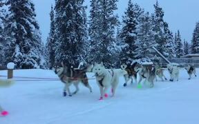 Siberian Huskies Excitedly Pull Sleds on Snowy Day - Animals - VIDEOTIME.COM