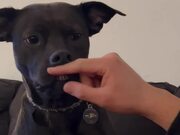 Human Plays With His Dog's Teeth and Face