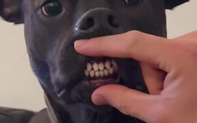 Human Plays With His Dog's Teeth and Face
