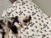 Dog Wakes Up With Smell of Food
