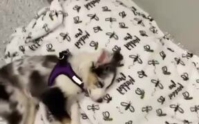 Dog Wakes Up With Smell of Food