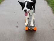 Dog Rides Around on Skateboard