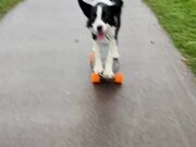 Dog Rides Around on Skateboard