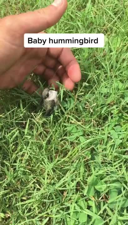 Person Rescues Baby Hummingbird From Grass