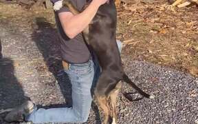 Dog Excitedly Greets Owner in Front Yard