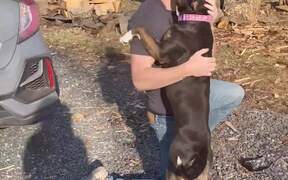 Dog Excitedly Greets Owner in Front Yard - Animals - Videotime.com