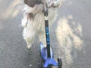 Dog Rides Scooter