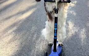 Dog Rides Scooter - Animals - Videotime.com
