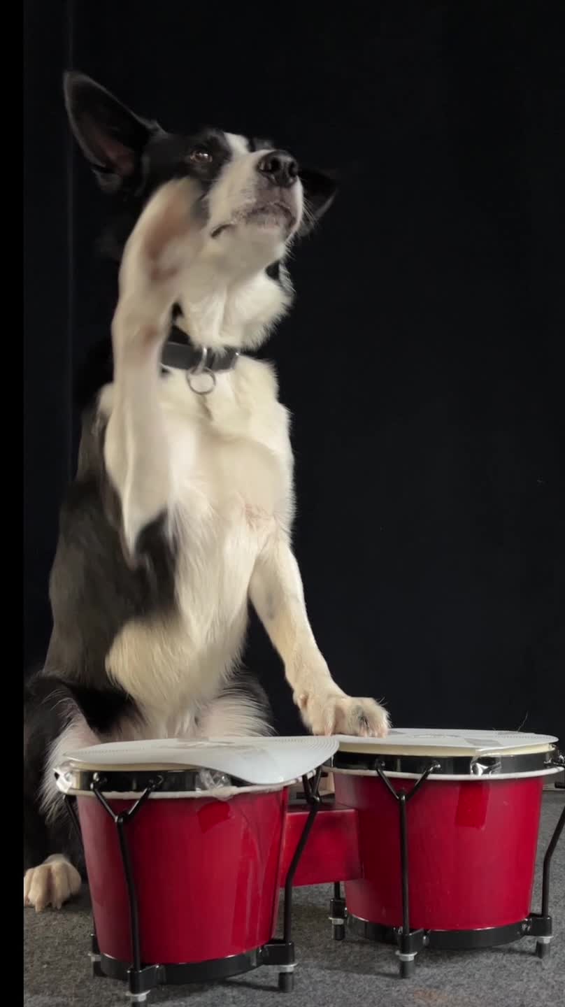 Dog Plays on Drum Set