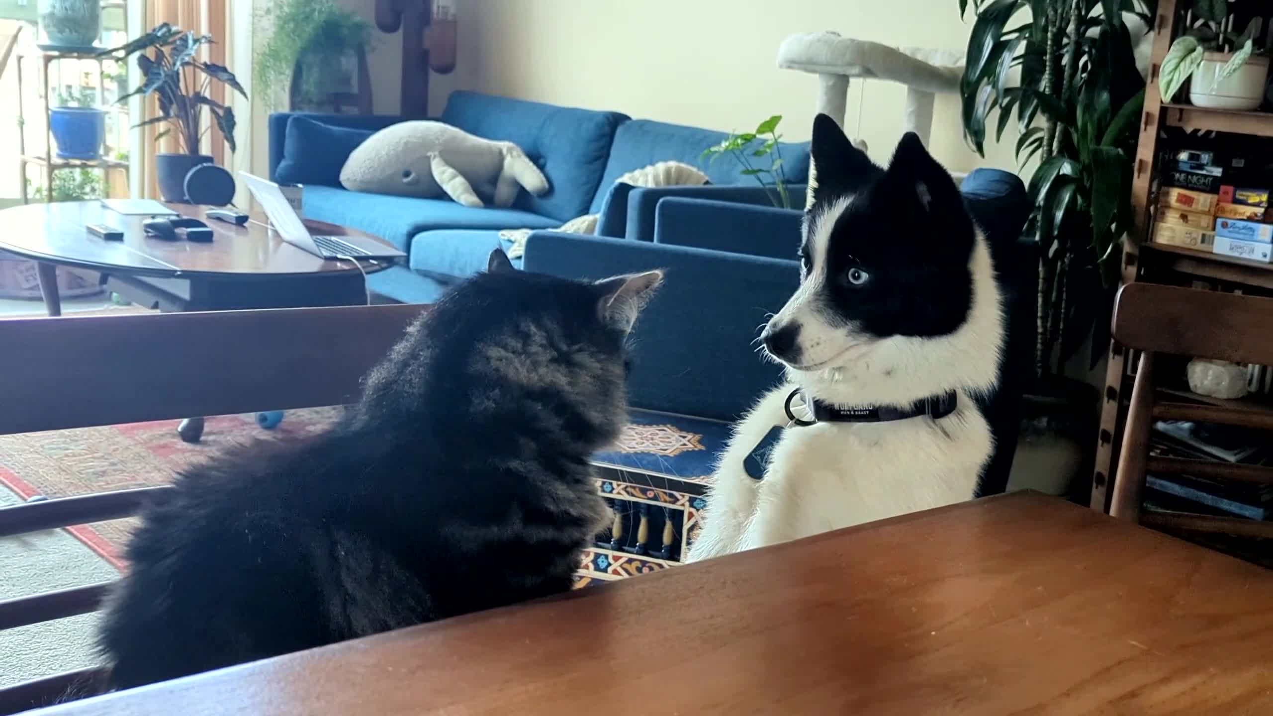 Dog and Cat Play Together