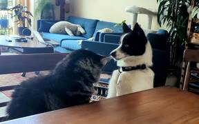 Dog and Cat Play Together