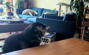 Dog and Cat Play Together - Animals - Videotime.com